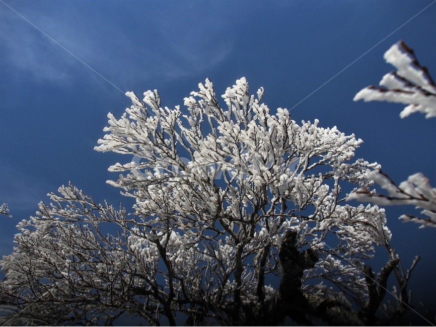 제주도한라산,제주도눈꽃,한라산,겨울산행,겨울풍경,겨울,계절,winter,season,식물,자연,plants,nature,나무,trees,wood