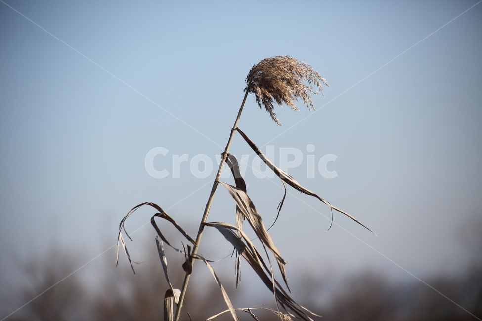 plant,식물,갈대,reed,commonreed,식물,자연,plants,nature
