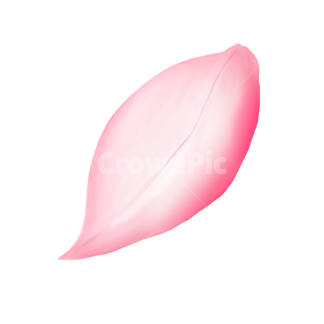 꽃잎,분홍,pink,핑크,벚꽃,잎,leaf,flower,식물,petal,blossom,봄,계절,spring,season,그래픽,일러스트레이션,graphic,illustration
