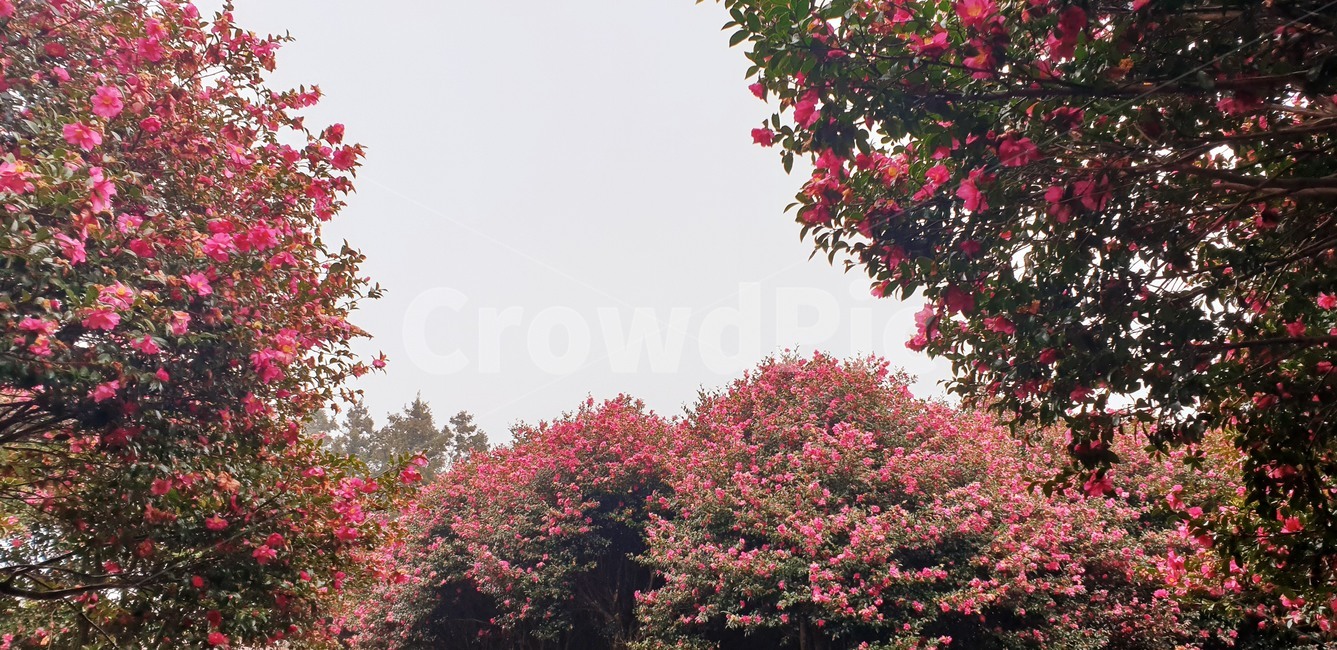 flower,동백꽃,카멜리아,레드,camellia,red,꽃
