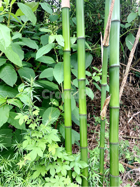 plant,식물,대나무,대나무숲,죽녹원,bamboo,초록색,초록,forest,view,sunny,햇빛,낮