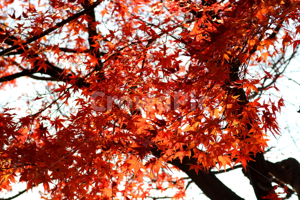 단풍,단풍나무,나무,가을,자연,가을,계절,fall,autumn,season,식물,자연,plants,nature,leaf,잎,plant,tree,maple