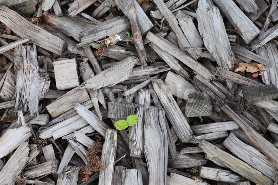 생명력,나무,싹,새싹,wood,식물,자연,plants,nature