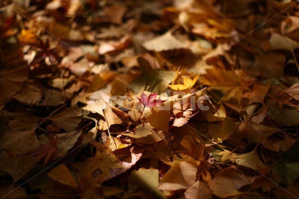 tree,나무,plant,식물,나무줄기,공원,자연,단풍,가을,계절,fall,autumn,season,자연,풍경,nature,landscape