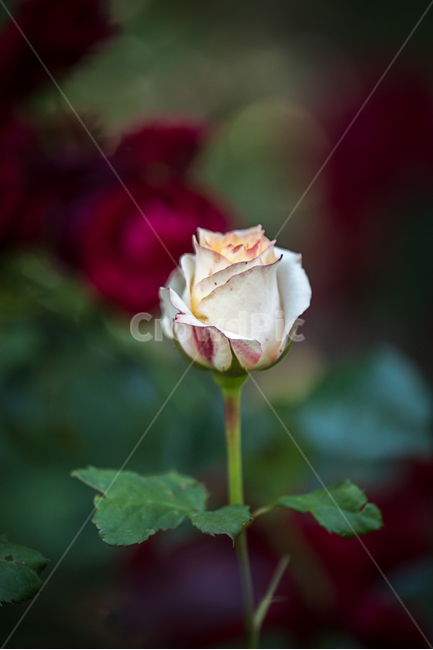 장미,자연,꽃,장미공원,장미축제,식물,자연,plants,nature,꽃,flower