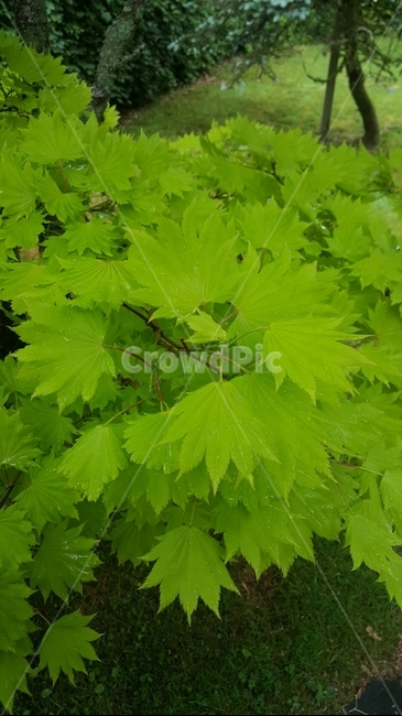 green leaves,vegetation,green maple tree,leaf