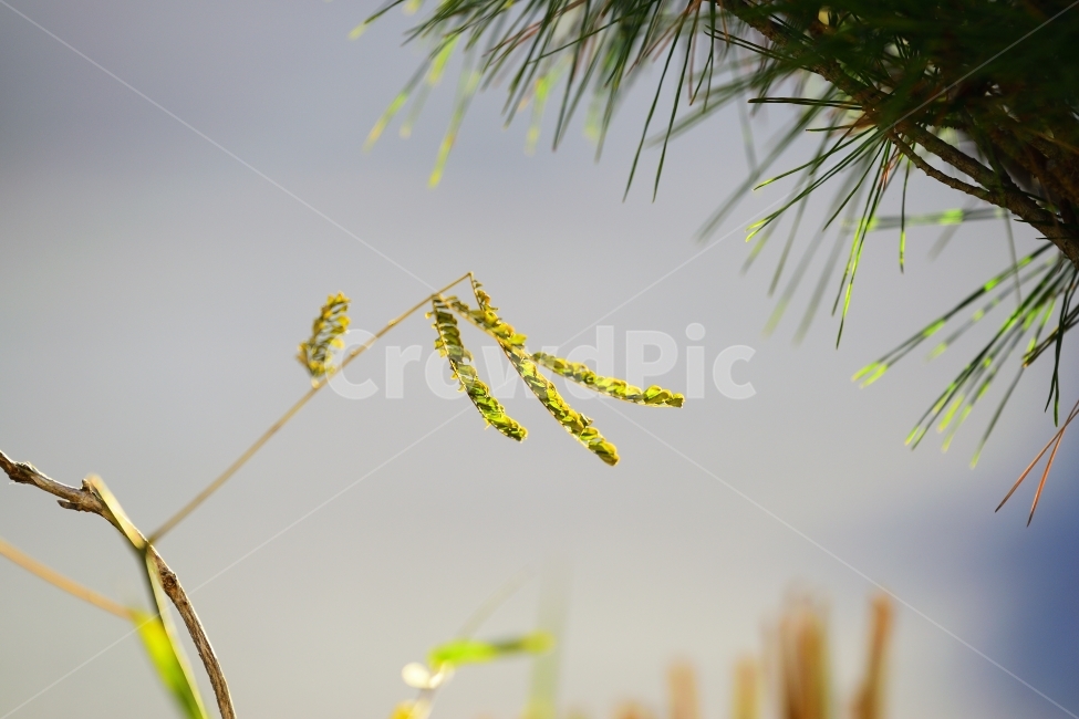초록,햇빛,희망,풀,식물,식물,자연,plants,nature