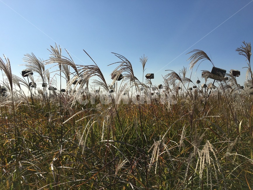 갈대,갈대밭,자연,바람,풍경,하늘,reed,nature,wind,landscape,풍경사진,감성사진