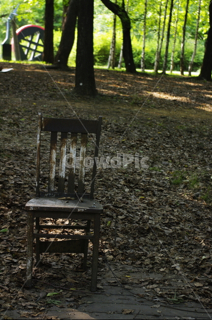 의자,철재,낙엽,식물,plant,숲