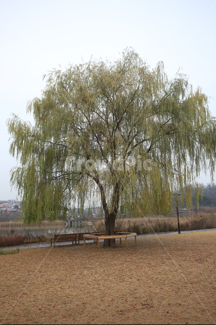 의자,버드나무,휴식,나무,쉽,식물,자연,plants,nature,나무,trees,wood