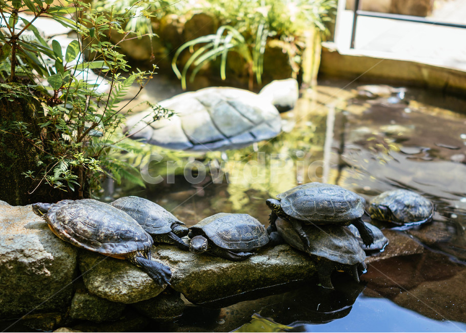거북이,동물,거북,느림보,느린,느려,신사,동물,animal,파충류,양서류,reptile,amphibian