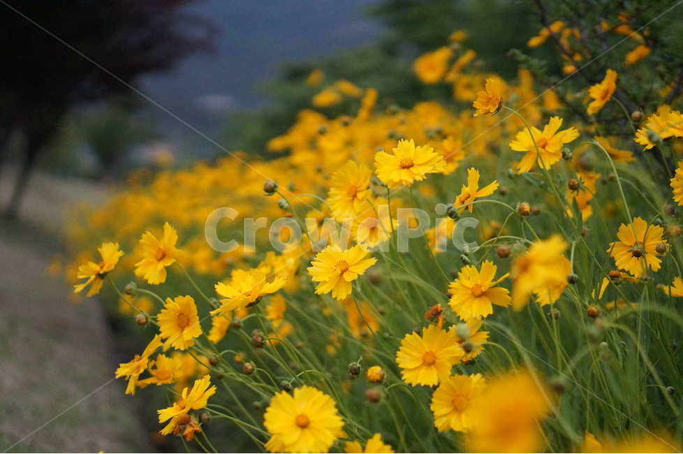 금계국,노랑,풍경,5월,꽃,식물,자연,plants,nature,꽃,flower