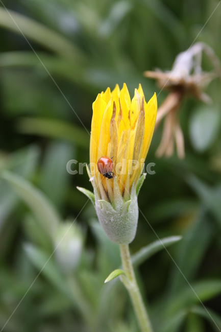 flower,꽃,yellowflower,노란꽃,무당벌레,ladybug,자연,plant,식물