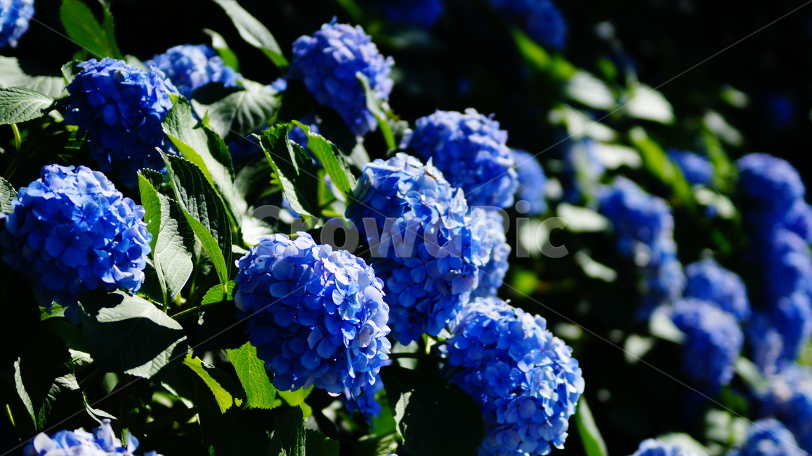 수국,수국꽃,꽃,꽃길,식물,식물,자연,plants,nature,꽃,flower