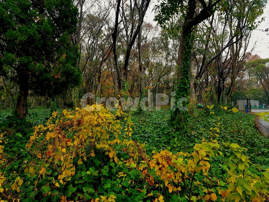 수풀,나무덩굴,덩굴,나무,숲,식물,자연,plants,nature