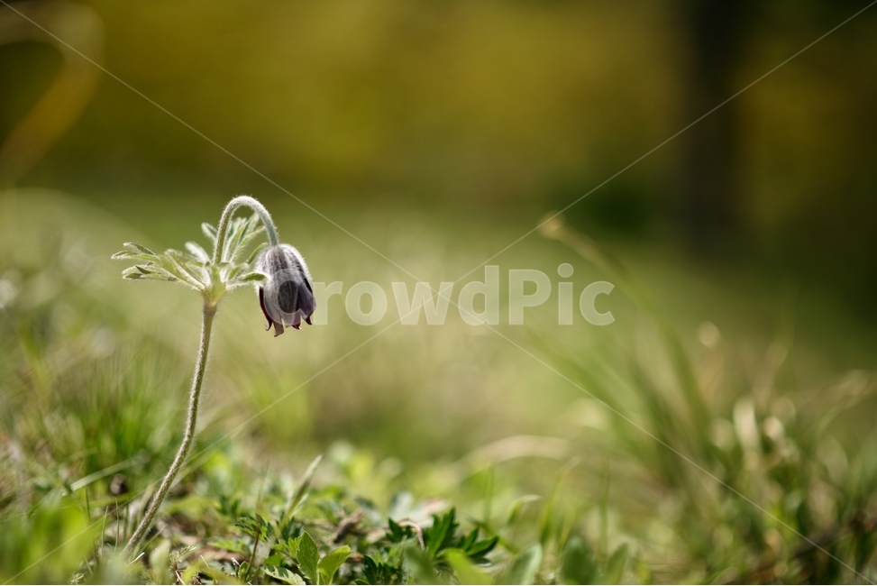 꽃,자연,식물,야생화,할미꽃,식물,자연,plants,nature,꽃,flower