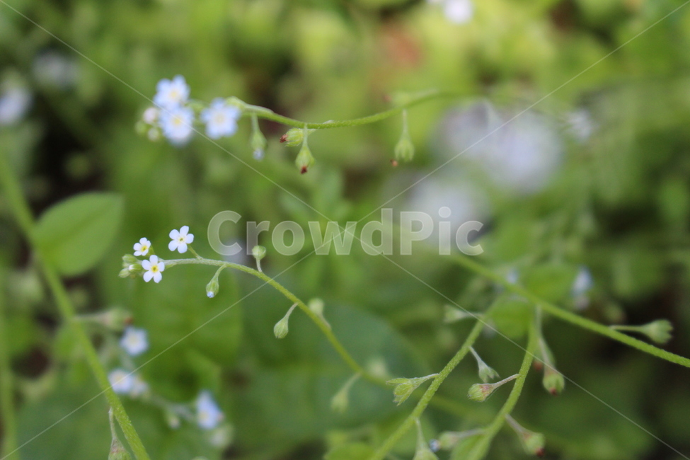 plant,식물,flower,꽃,blossom,봄,spring,자연,nature,야외,공원,park