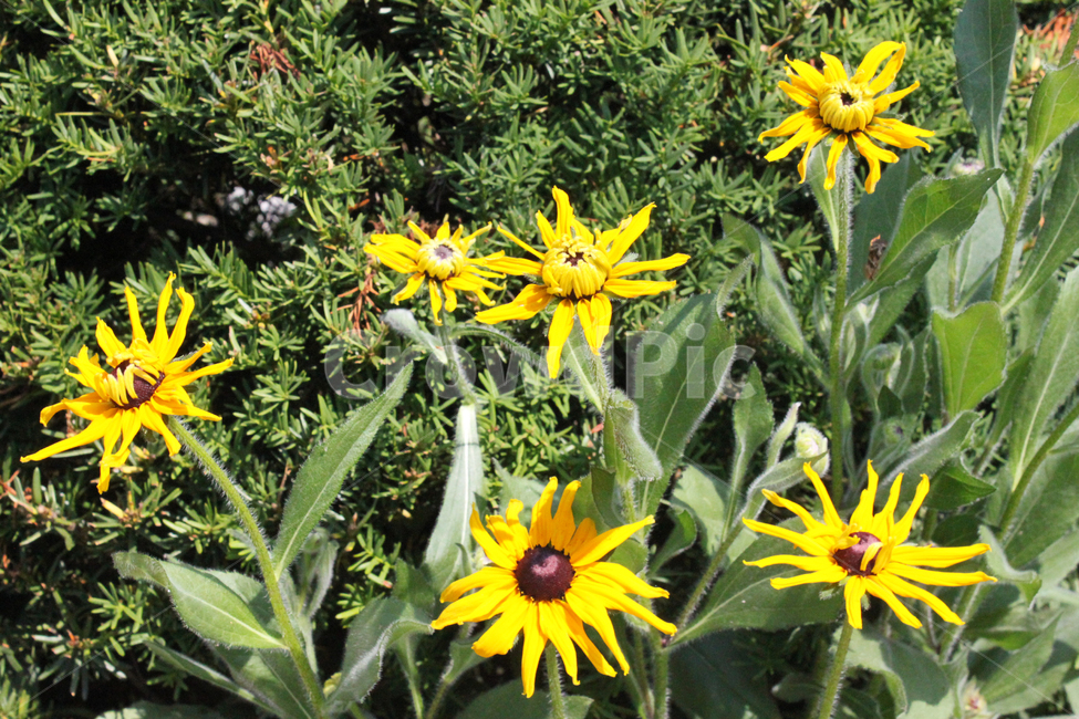 꽃,해바라기,노란색,식물,자연,flower,sunflower,yellow,plant