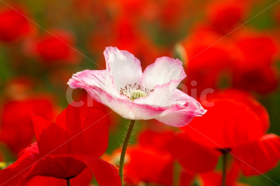 양귀비,흰색,색감,조화,분홍,식물,자연,plants,nature,꽃,flower