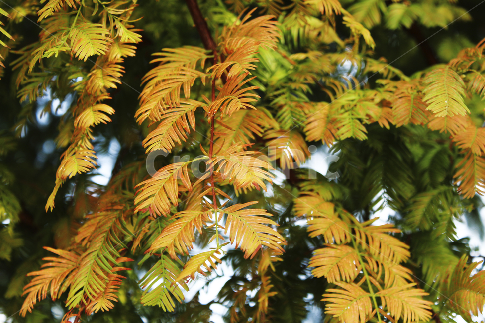 나뭇잎,가을,침엽수,단풍,나무,가을,계절,fall,autumn,season,식물,자연,plants,nature,tree,plant,leaf,잎