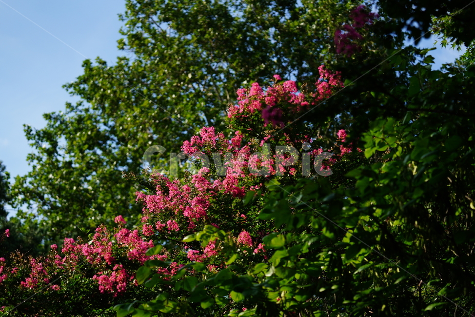 꽃,플라워,flower,생물,자연,분홍,컬러,색감,plant,식물,식물,자연,plants,nature,꽃,flower