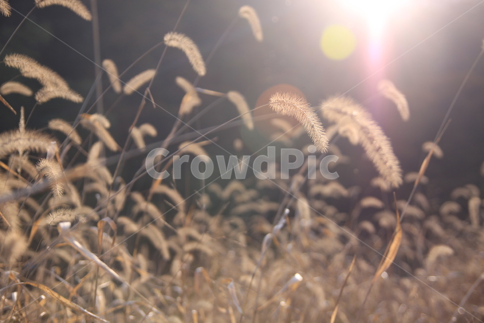 강아지풀,역광,석양,풀,가을,빛,감성,가을,계절,fall,autumn,season,식물,자연,plants,nature,감성,sensible,feeling,grass,잔디,plant,flare,플레어,light,lawn