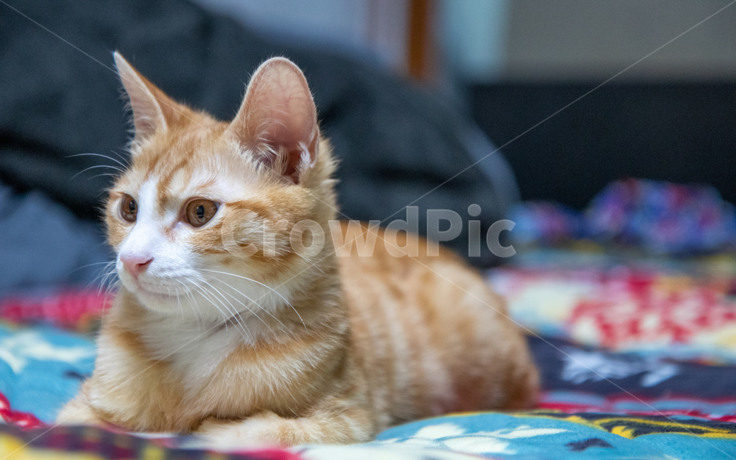고양이,코리안숏헤어,치즈고양이,치즈태비,코숏,동물,animal,포유류,mammal,고양이,cat,kitten,kitty