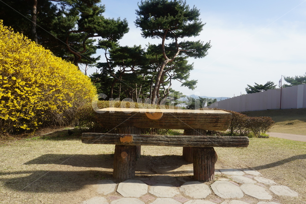 꽃,봄,개나리,노란색,식물,나무,봄,계절,spring,season,flagstone,판석,furniture,가구,bench,벤치