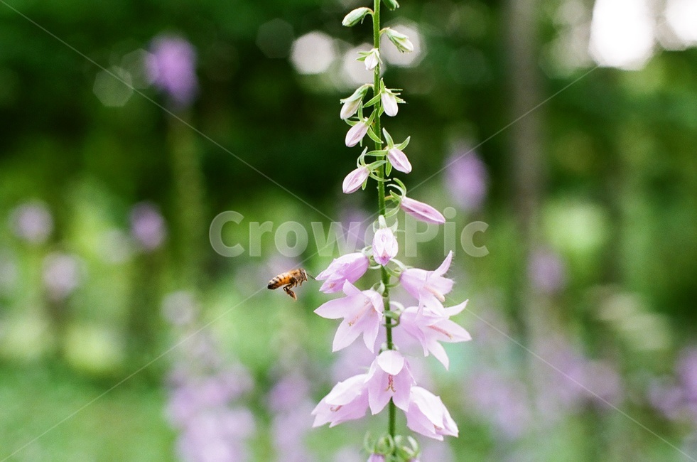 plant,식물,여름,대구수목원,꽃,식물,자연,plants,nature,꽃,flower