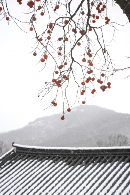 사진,단독사진,디자인,소스,포토,사진자료,배경,배경사진,백그라운드,한국,동양,아시아,접사,근접,자연,겨울,눈,얼음,경치,설경,Landscape,날씨,겨울배경,겨울풍경,풍경,눈풍경,한옥,지붕,사찰,전통가옥,기와,기와집,감,감나무,겨울,계절,winter,season,한국전통,한국문화,korean traditional,korean culture,식물,자연,plants,nature