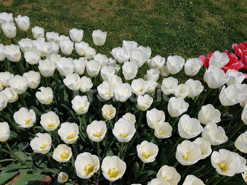 튤립,튜울립,하얀색꽃,봄꽃,봄꽃축제,식물,자연,plants,nature,꽃,flower