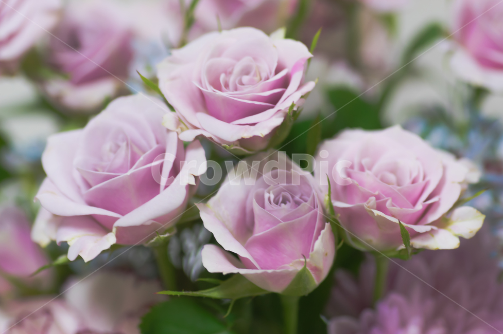 꽃,장미,rose,감성,사진,꽃다발,식물,자연,plants,nature,꽃,flower