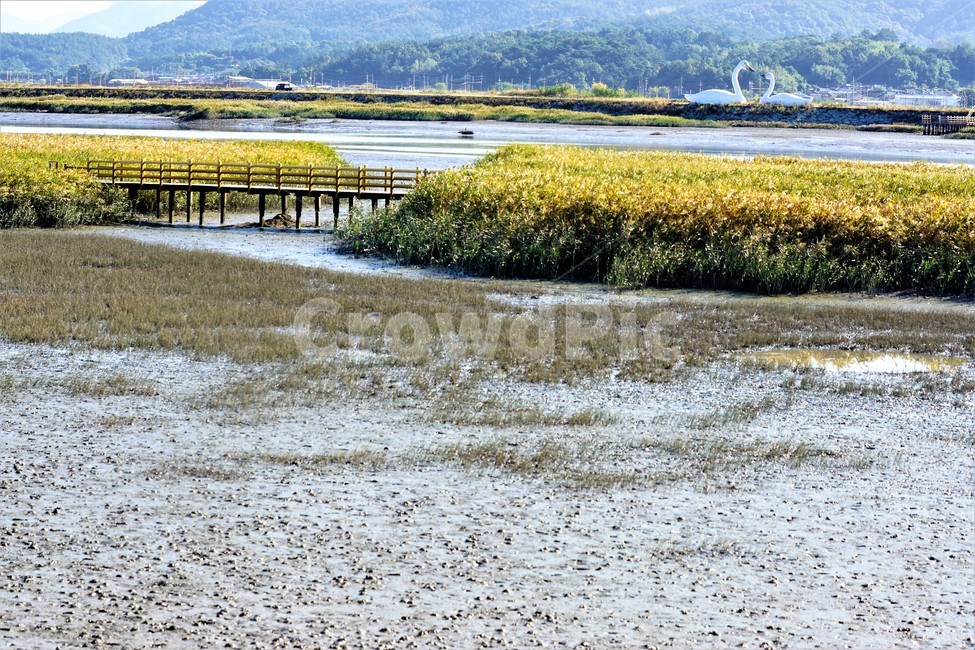 가을,갈대,다리,갯벌,자연,식물,sky,nature,fall,autumn,풍경,자연,풍경,nature,landscape,water,물,land,땅,outdoors,옥외