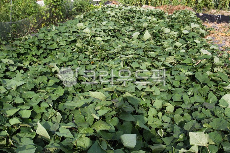 plant,식물,고구마,고구마밭,채소,밭,농사,농업