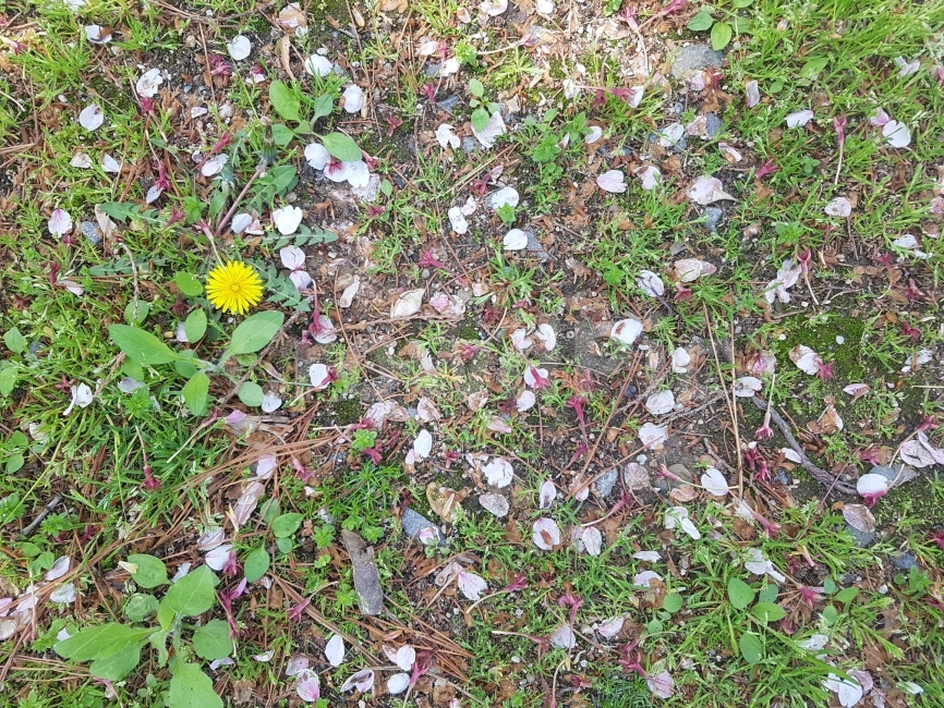 민들레,꽃,노란,꽃잎,벚꽃,나뭇잎,땅,봄,식물,자연,plants,nature,봄,계절,spring,season,꽃,flower,ground,바닥
