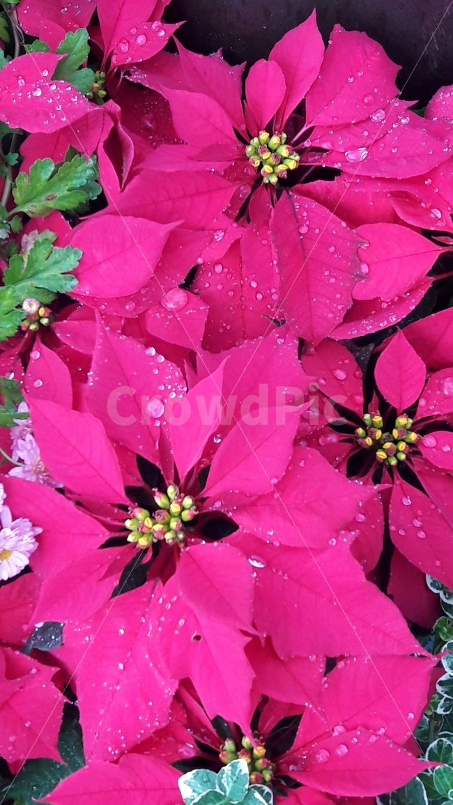 크리스마스,성탄절,빨강,축복,축하,식물,자연,plants,nature,꽃,flower,메리크리스마스,성탄절,merry christmas