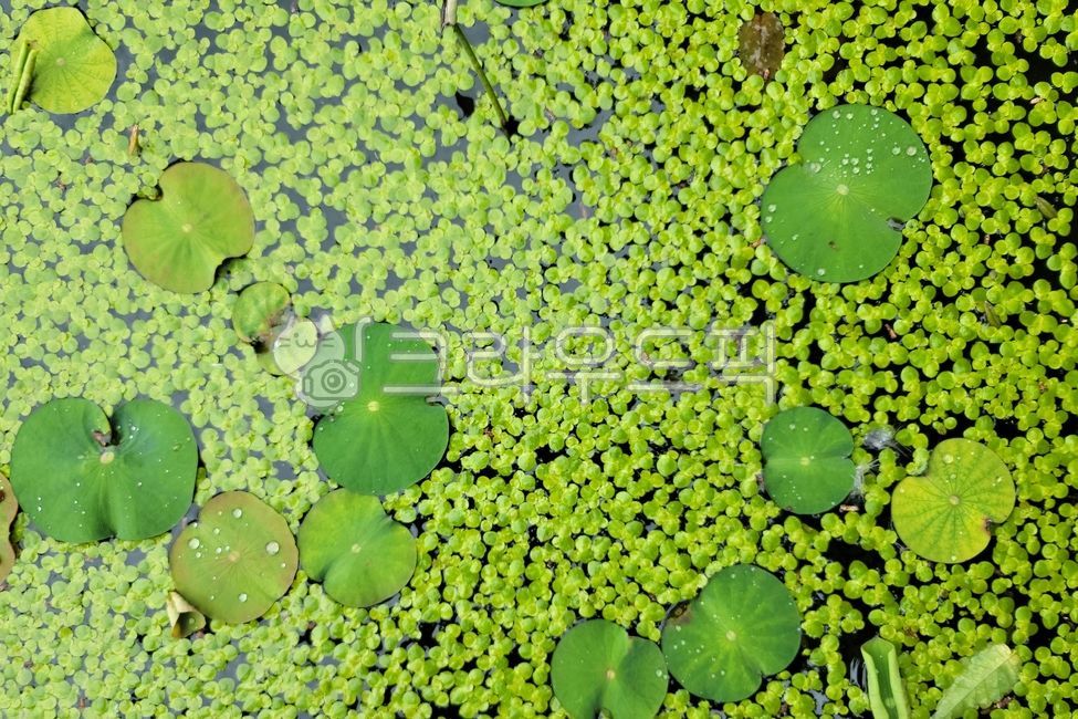 개구리밥,부평초,여러해살이풀,천남성과,녹빈,창빈
