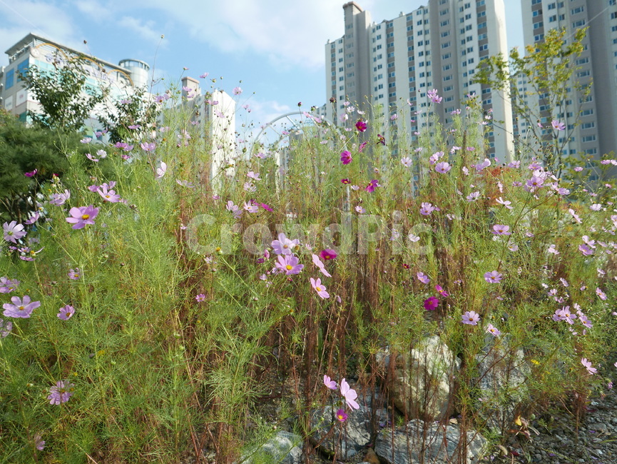 가을,가을꽃,풍경,아파트단지,공원,정원,plant,식물,식물,자연,plants,nature