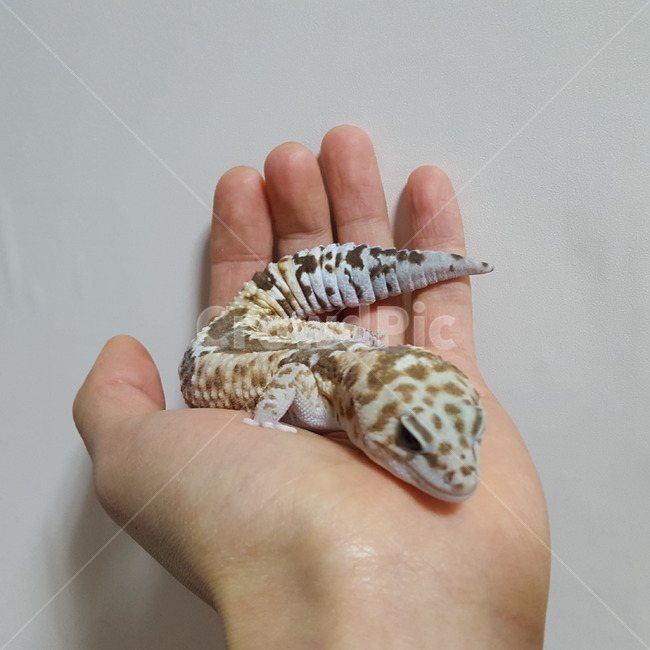 도마뱀,펫테일게코,파충류,게코,반려동물,레오파드게코,반려도마뱀,뱀,눈,코,입,꼬리,손,게코도마뱀,동물,동물,animal,파충류,양서류,reptile,amphibian,사람,인물,인간,human,person,신체일부,몸,body