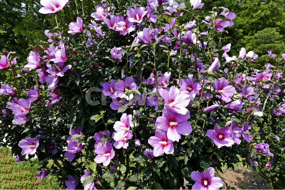 무궁화,무궁화꽃,나라꽃,국화,무궁화공원,background,바탕,배경,배경이미지,백그라운드,이미지,컨셉,오브젝트,아시아,대한민국,한국,동양,꽃,꽃밭,꽃잎,개화,식물,풀,야외,실외,풍경,경치,오후,낮,맑은,화창한,날씨,아름다운,예쁜,화사한,분홍,분홍색,분홍꽃,꽃가루,애국,만세,삼일절,광복절,개천절,6월,여름,보훈,한글,한국화,태극,잎,이파리,초록,녹색,초록색,공원,정원,하늘,푸른하늘,구름,식물,자연,plants,nature,꽃,flower