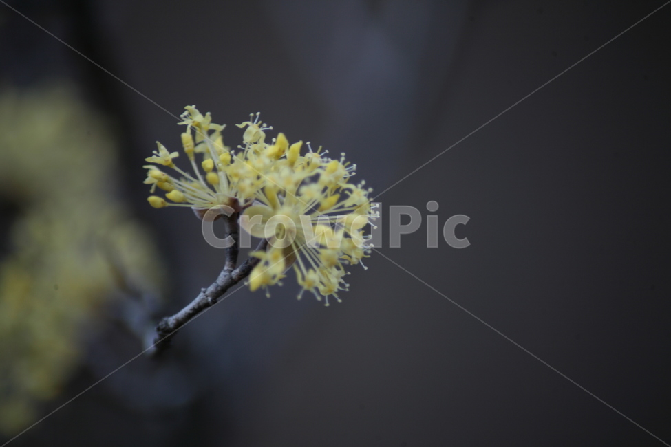 산수유,나무,산수유나무,노란꽃,봄꽃,식물,자연,plants,nature,꽃,flower