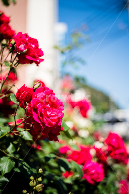 장미,rose,꽃,flower,식물,식물,자연,plants,nature,꽃,flower