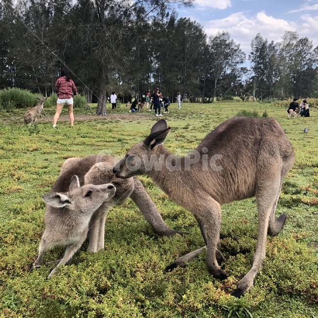 캥거루,자연,호주,시드니,숲,sydney,야생