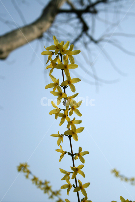개나리,봄,봄날,감성,spring,flower,풍경,식물,꽃,노란색,봄,계절,spring,season,식물,자연,plants,nature,꽃,flower,plant,blossom,petal,꽃잎