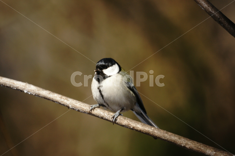 새,작은,박새,아웃포커싱,숲속,나무가지,동물,animal,조류,새,birds