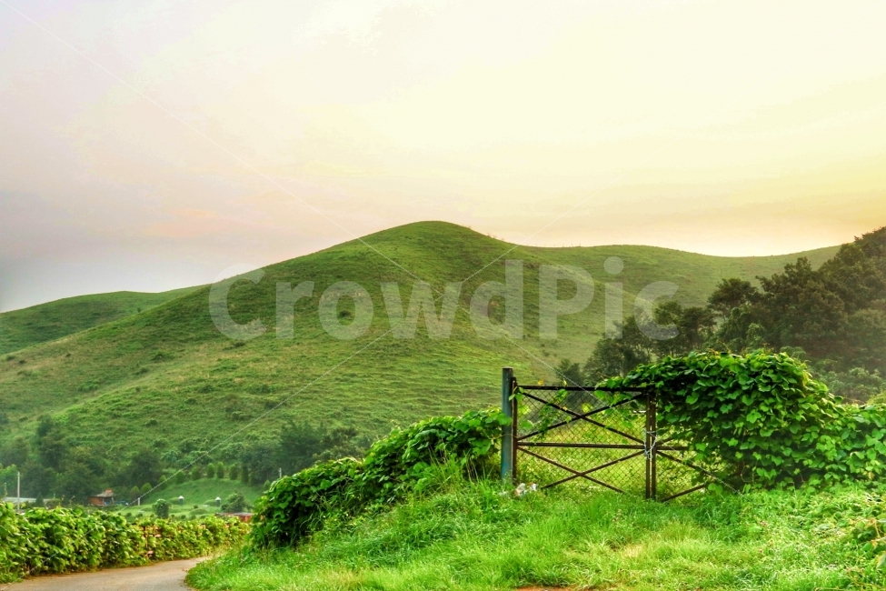 서산,취미,서산목장,목장,아침,자연,풍경,nature,landscape,여름,계절,summer,season,시골,마을,country,rural,town,outdoors,옥외,hill,언덕