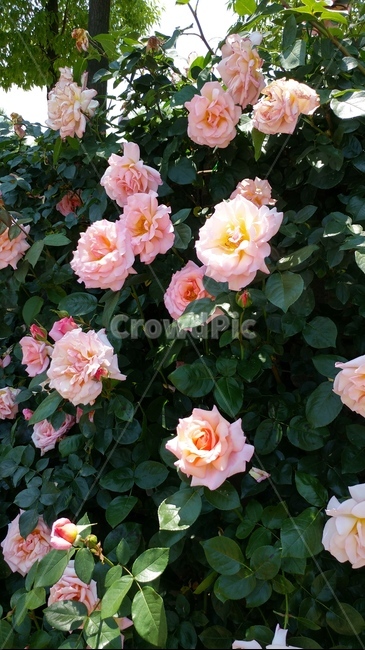 plant,식물,blossom,flower,꽃,rose,장미,식물,자연,plants,nature,꽃,flower