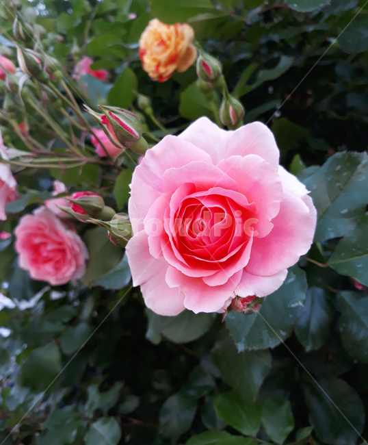 장미,핑크장미,분홍장미,활짝핀장미,분홍색장미,rose,꽃,식물,자연,plants,nature,꽃,flower