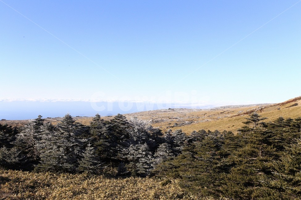 한라산,제주도,산,상고대,눈,눈꽃,겨울,snow,winter,나무,tree,자연,풍경,nature,landscape,plant,식물,outdoors,옥외