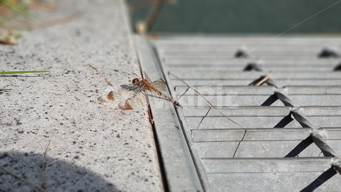 잠자리,가을,곤충,날씨,고추잠자리,날개,곤충,벌레,insect,bug
